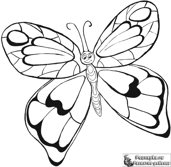 бабочка раскраска